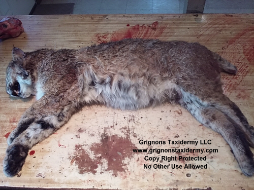 dead bobcat